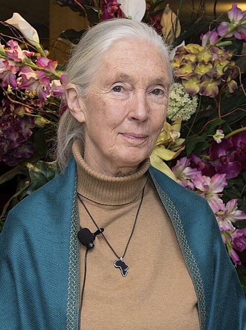 Portrait de Jane Goodall